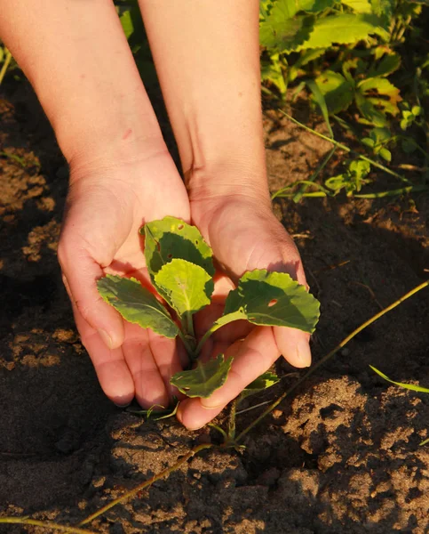 땅에 양배추 식물을 들고 있는 정원사의 손. 로열티 프리 스톡 이미지