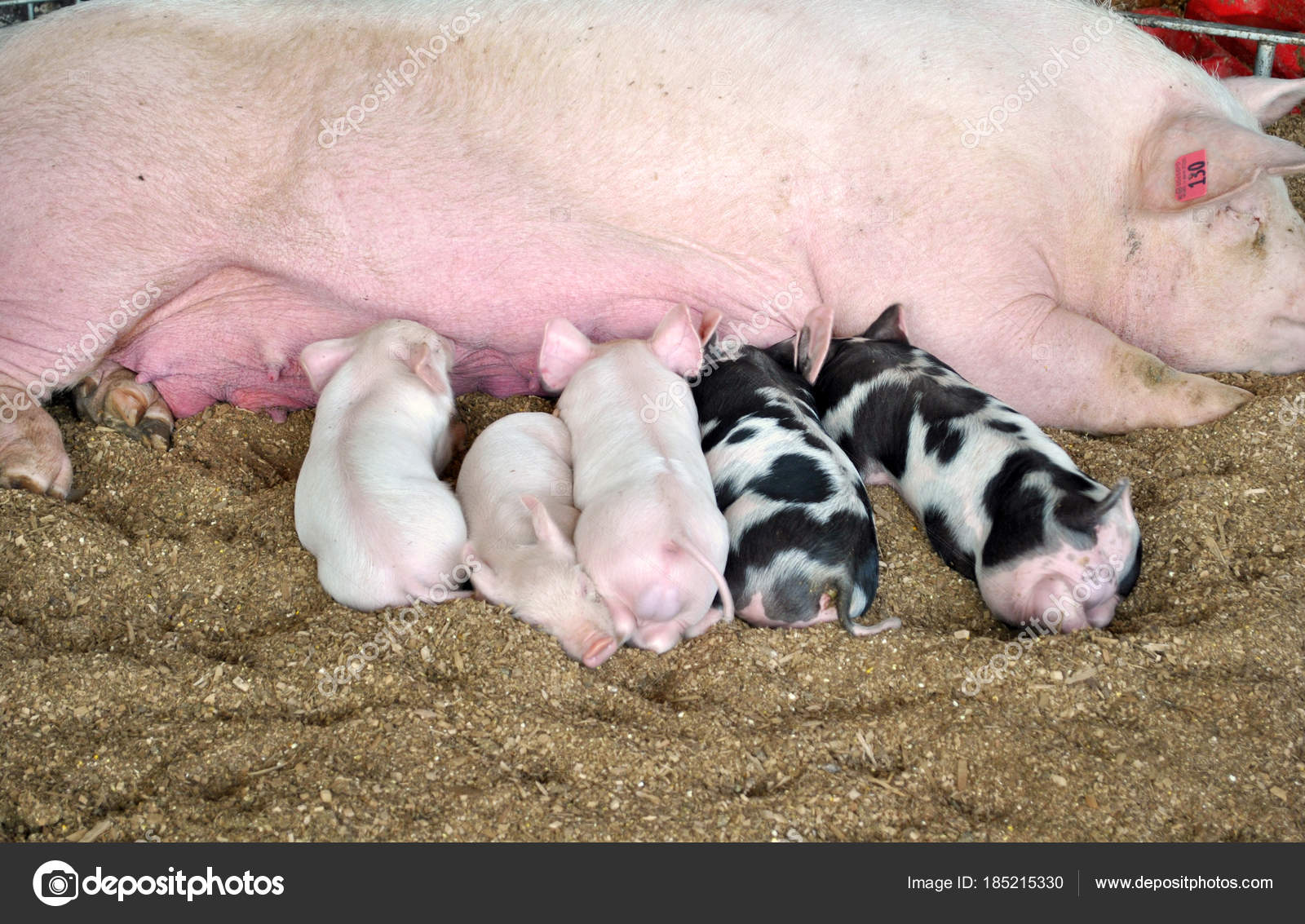 Baby pigs feeding on their mother — Stock Photo © leigh_341 185215330
