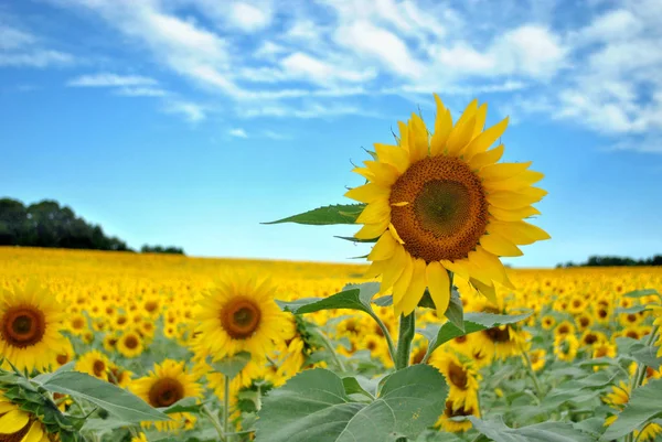 Sunflower field at dawn — Stock Photo, Image