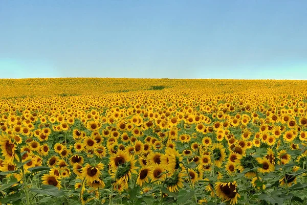 Field of sunflowers — Stock Photo, Image