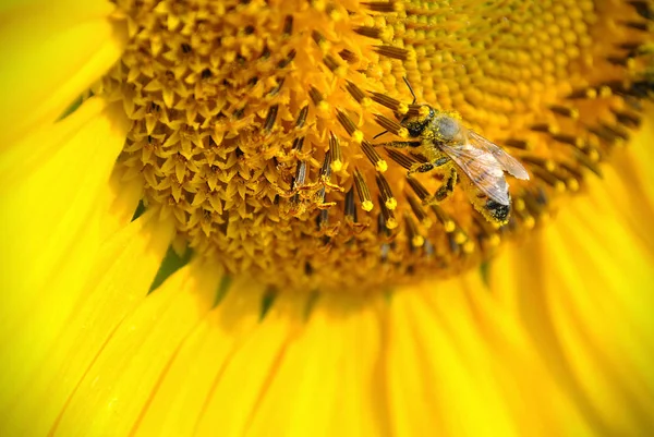 Abeille & Tournesol — Photo