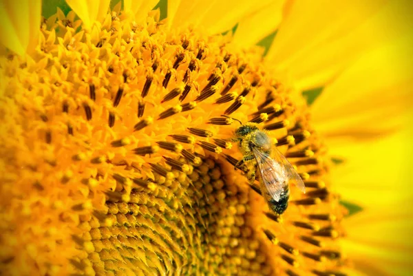 Пчела и подсолнух — стоковое фото