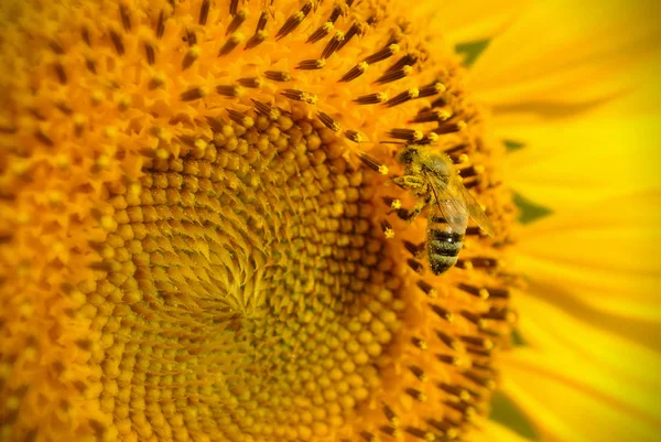 Abeille & Tournesol — Photo