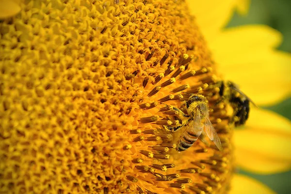 Abeille & Tournesol — Photo