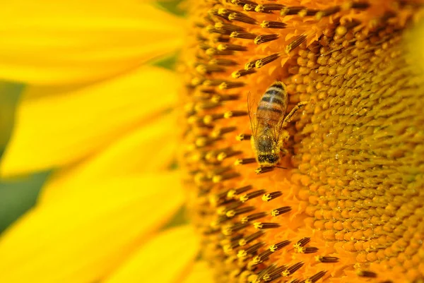 Abeille & Tournesol — Photo