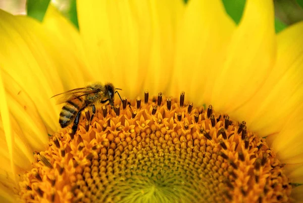 Abeille & Tournesol — Photo