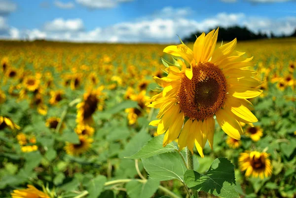 Sunflowers — Stock Photo, Image