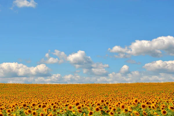 Infinite field of sunflowers — Stock Photo, Image