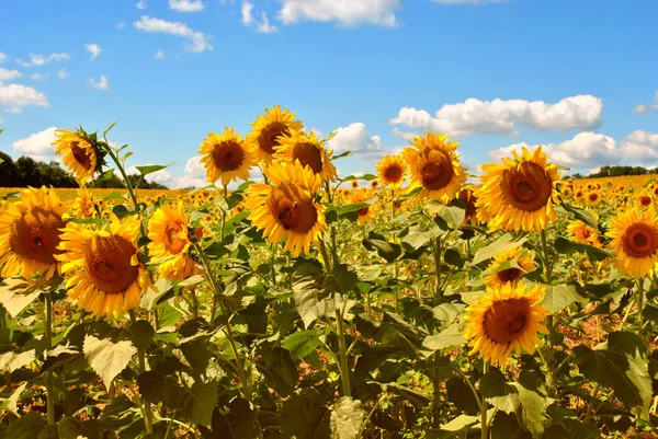 Sunflower Field — Stock Photo, Image