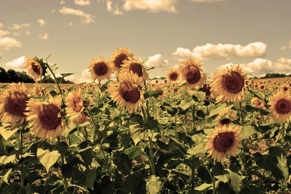 Vintage sunflowers — Stock Photo, Image