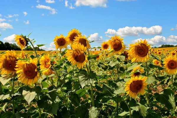 Sunflower field — Stock Photo, Image