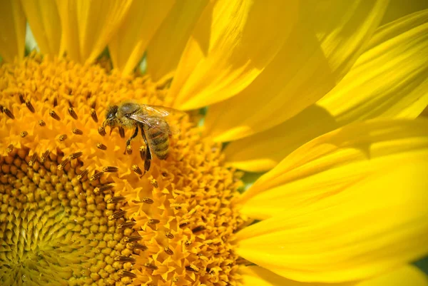 Abeille & Tournesol — Photo