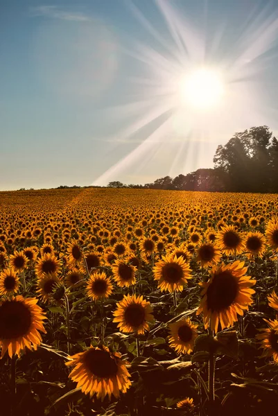 Sunflowers — Stock Photo, Image