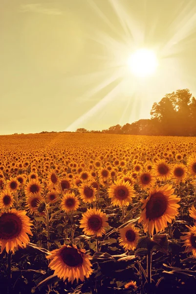 Sunflowers — Stock Photo, Image