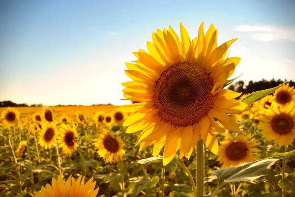 Field of Sunflowers — Stock Photo, Image