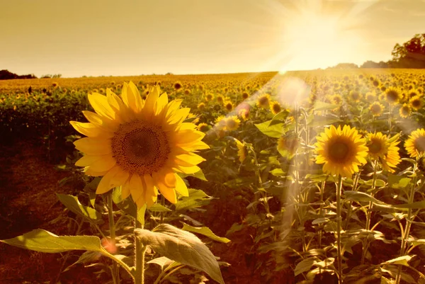 Field of Sunflowers — Stock Photo, Image