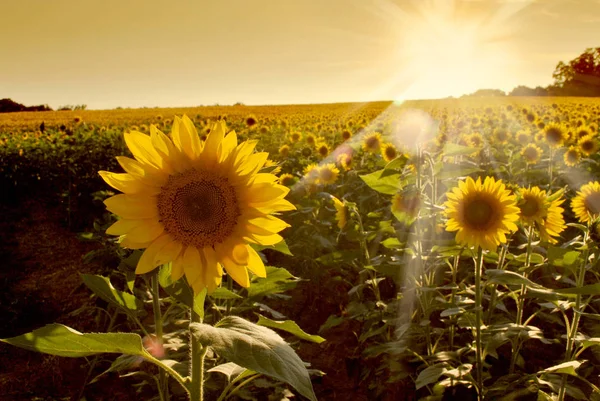 Sunflowers in a field — Stock Photo, Image
