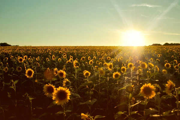 Sunflowers at Sunset — Stock Photo, Image