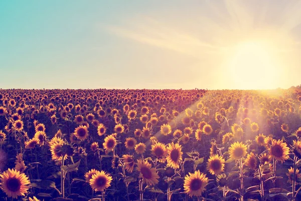 Vintage Sunflowers — Stock Photo, Image