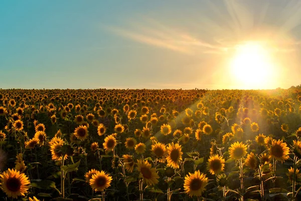 Sunflowers at Sunset — Stock Photo, Image