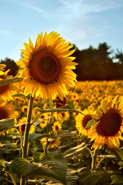 Sunflower in a field — Stock Photo, Image