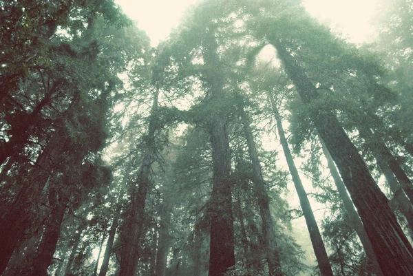 Alberi di sequoie a Muir Woods sotto la pioggia — Foto Stock