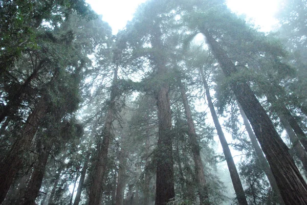 Alberi di sequoie a Muir Woods sotto la pioggia — Foto Stock