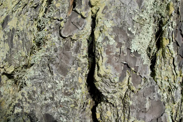 Close up de casca de árvore — Fotografia de Stock