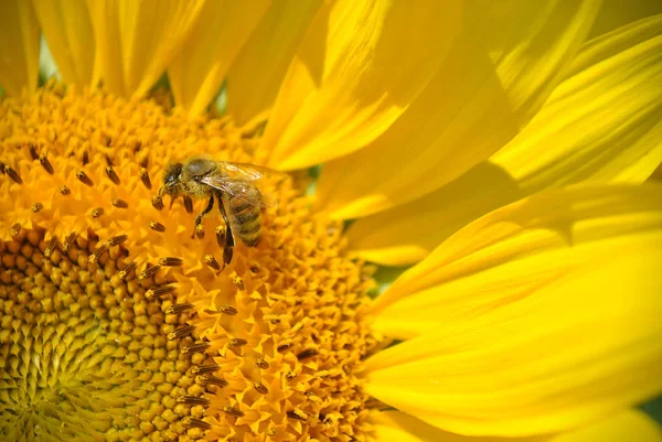 Pszczoła & słonecznik Zdjęcia Stockowe bez tantiem