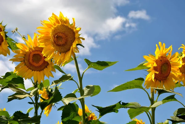 Słoneczniki przeciw błękitnemu niebu Obrazek Stockowy