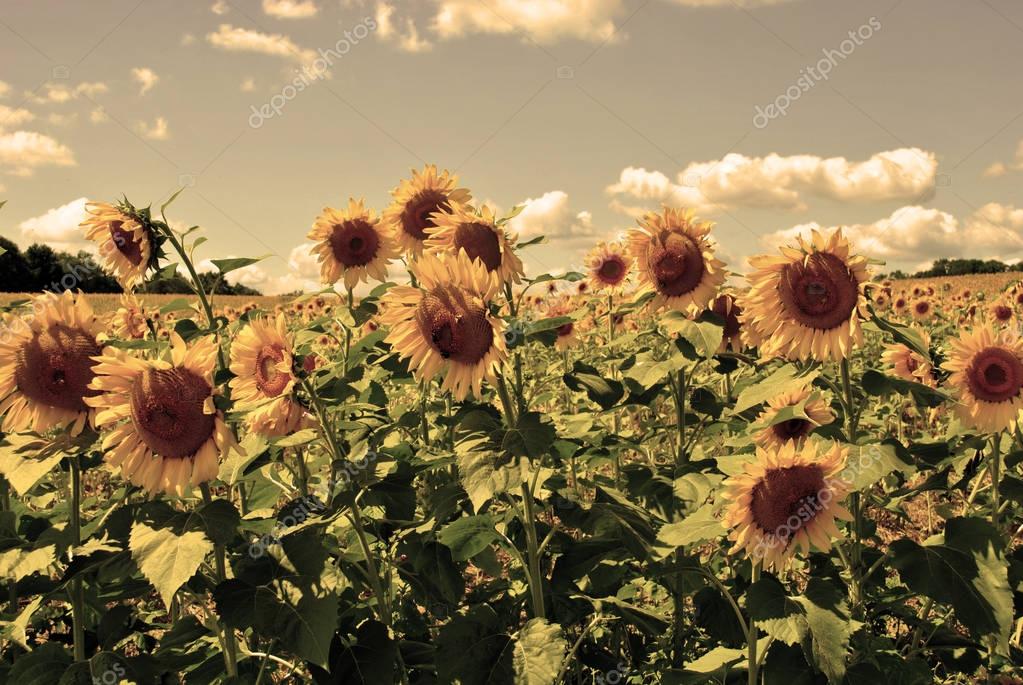 Download Vintage sunflowers — Stock Photo © leigh_341 #185214718