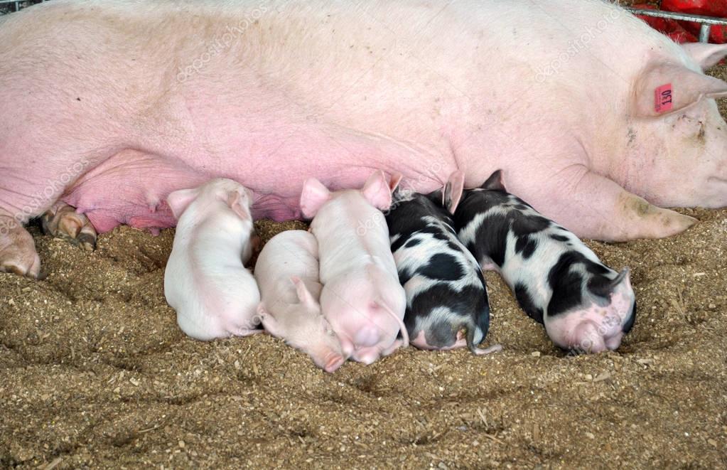 Baby pigs feeding on their mother — Stock Photo © leigh_341 185215330