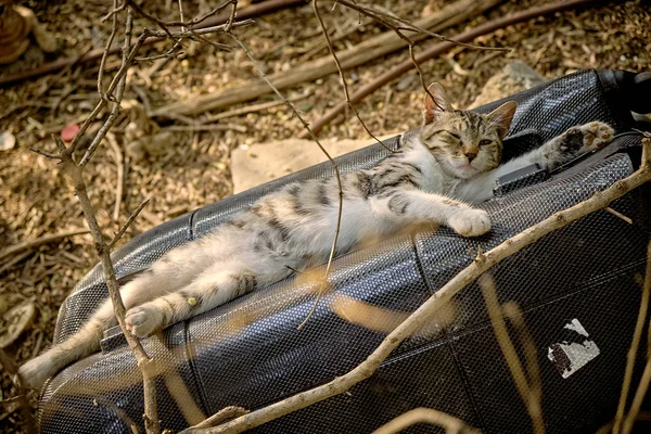 Chats Dans Rue — Photo