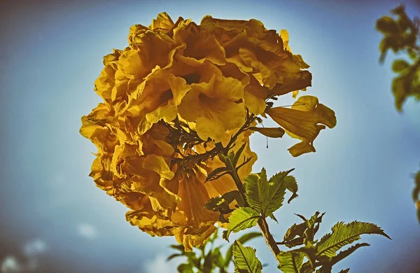 Sokakta sarı çiçekler