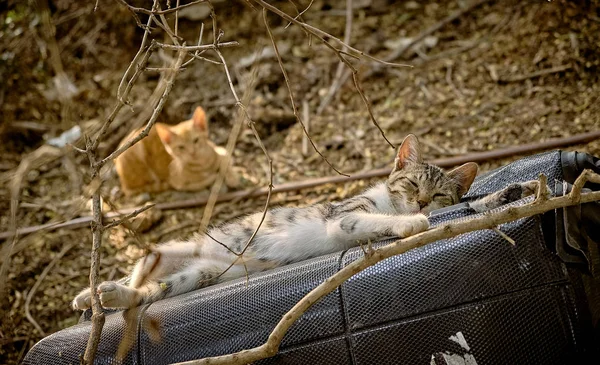 Коти Вулиці — стокове фото