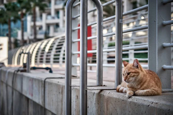 Yazın teknede sokak kedisi