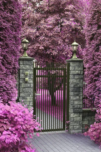 Cancello segreto giardino tonica rosa — Foto Stock