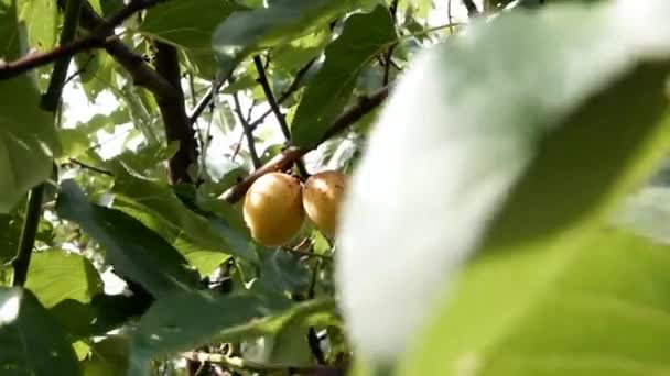 Aprikosenfrucht zwischen grünen Blättern — Stockvideo