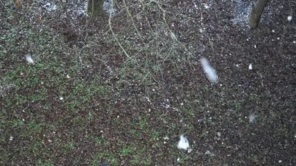 Płatki Śniegu Powoli Spadają Zieloną Trawę — Wideo stockowe