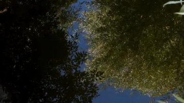 Mavi gökyüzünün yansıması ve açık bir derede ağaçlar