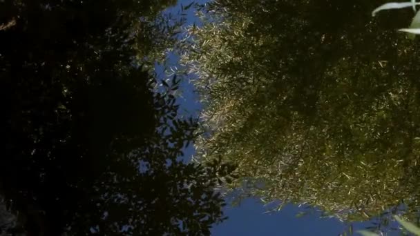 映照蓝天和清澈溪流中的树木 — 图库视频影像