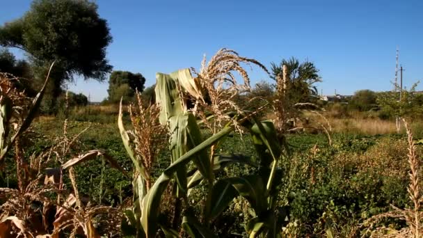 一位女农场主走过一棵高大的玉米 微笑着走过去 — 图库视频影像
