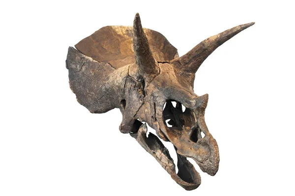 トリケラトプスの考古学的な頭蓋骨 — ストック写真