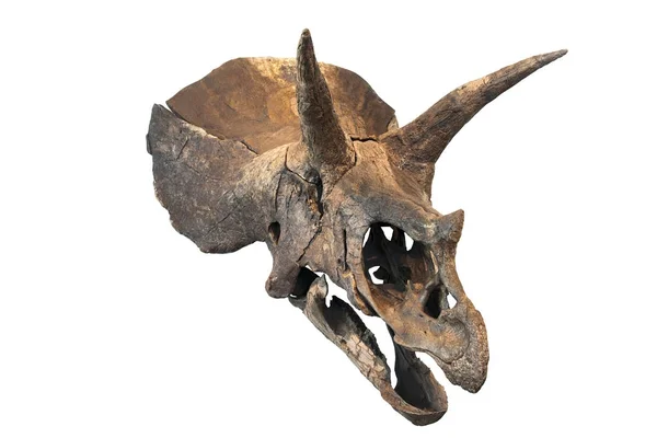 A Triceratops régészeti koponyája Jogdíjmentes Stock Képek