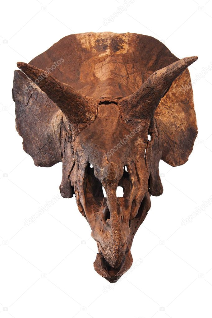 triceratops old skull