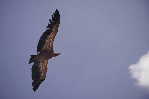 空を飛んでいるハゲタカ — ストック写真