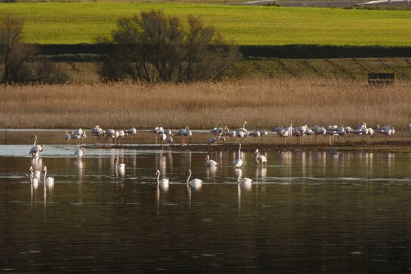 Flamants roses dans la petrole — Photo