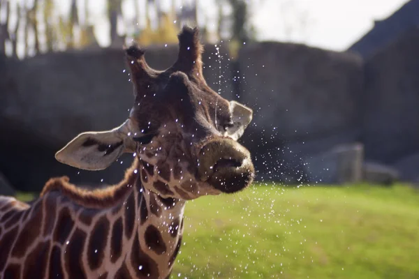 滑稽的长颈鹿饮用的水 — 图库照片
