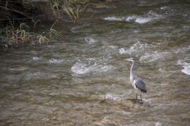 Heron Balıkçılık nehir