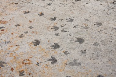 Colorado dinozor trackway